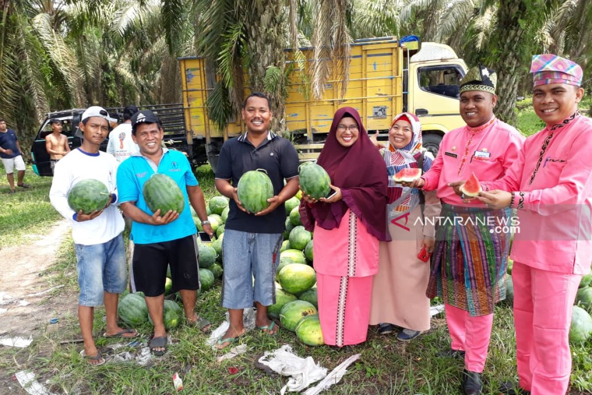 Petani Dayun tanam semangka di tengah lahan Sawit