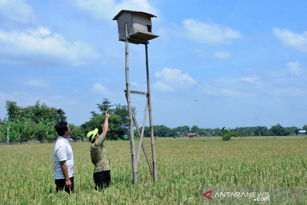 Kendalikan tikus, petani Boyolali kembangkan burung hantu