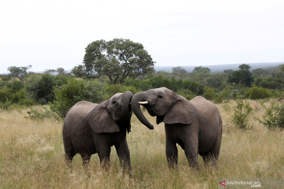 Ratusan gajah di Botswana mati terserang wabah Antraks