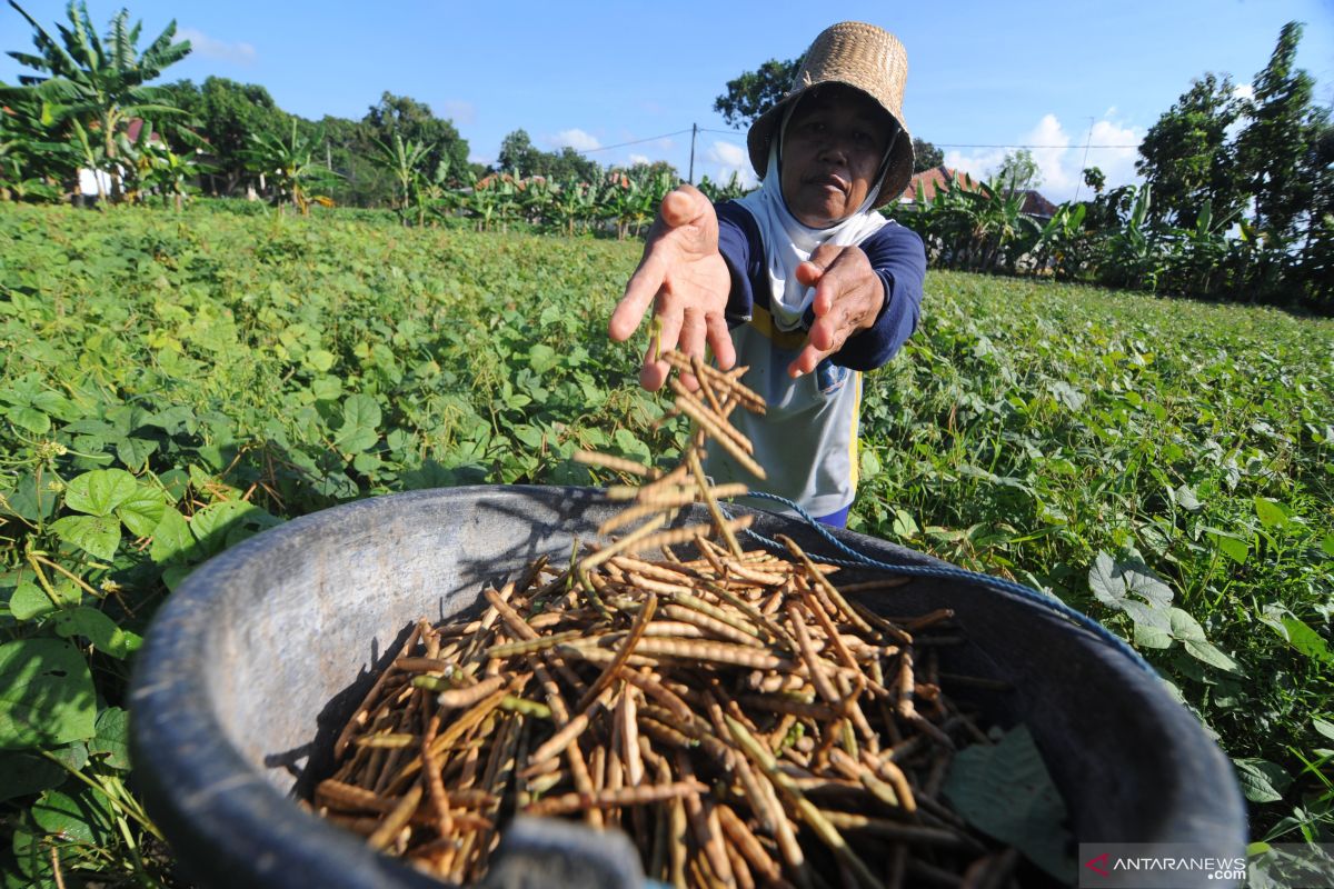 Akademisi Unsoed: Kacang hijau pilihan tepat saat kemarau panjang