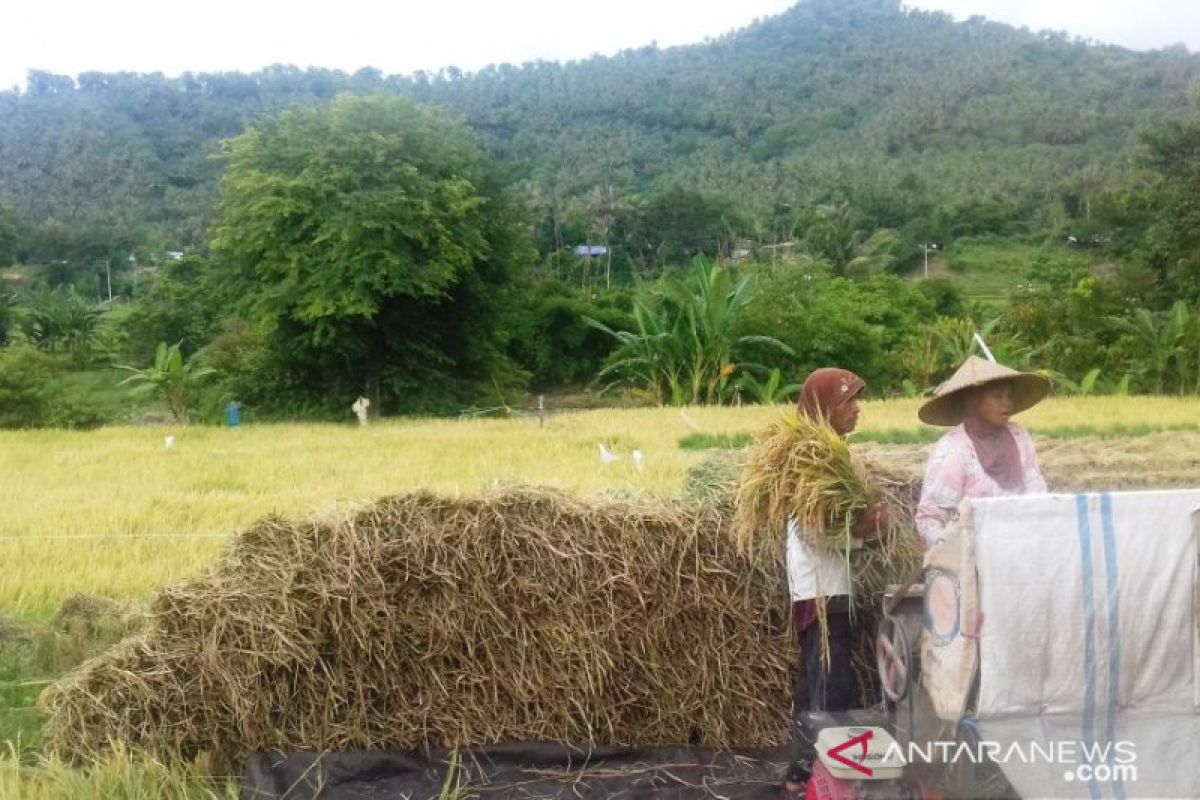 Persediaan beras Bulog NTB berpotensi turun kualitas