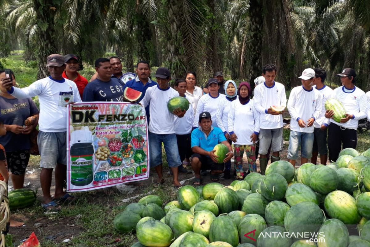 Sentuhan Dana Desa untuk petani semangka di Negeri Sawit