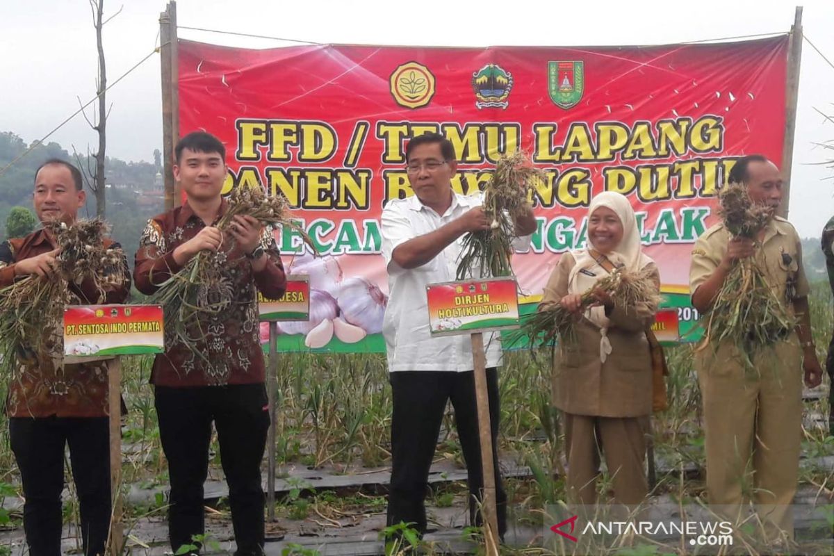 Importir dari Medan tanam bawang putih di Magelang