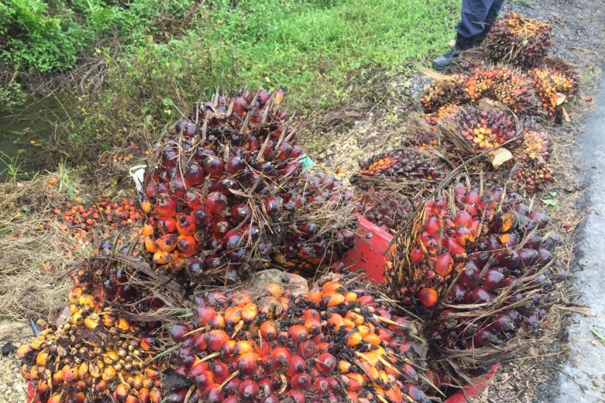 Harga sawit turun hingga Rp105 per kilogram