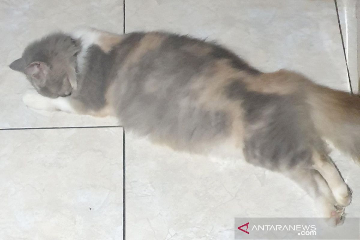 Kucing kenali namanya, namun pilih cuek saat dipanggil