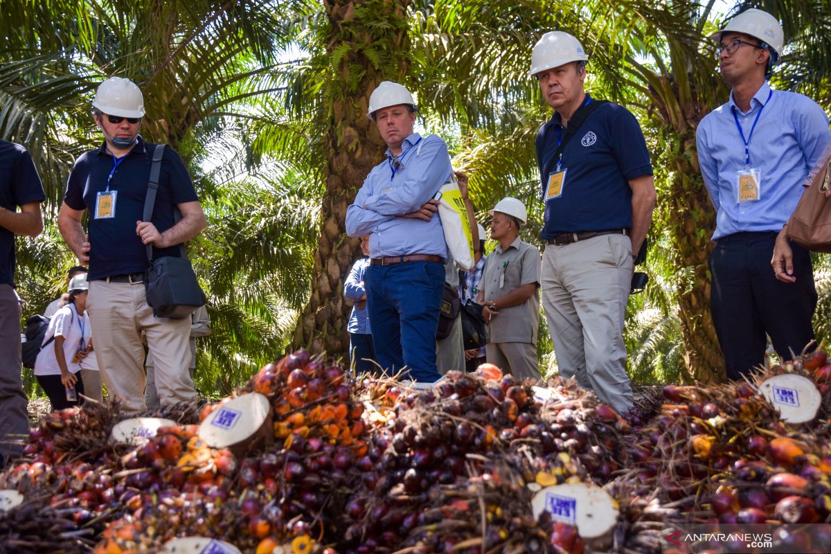 Industri sawit Riau masih ramah lingkungan