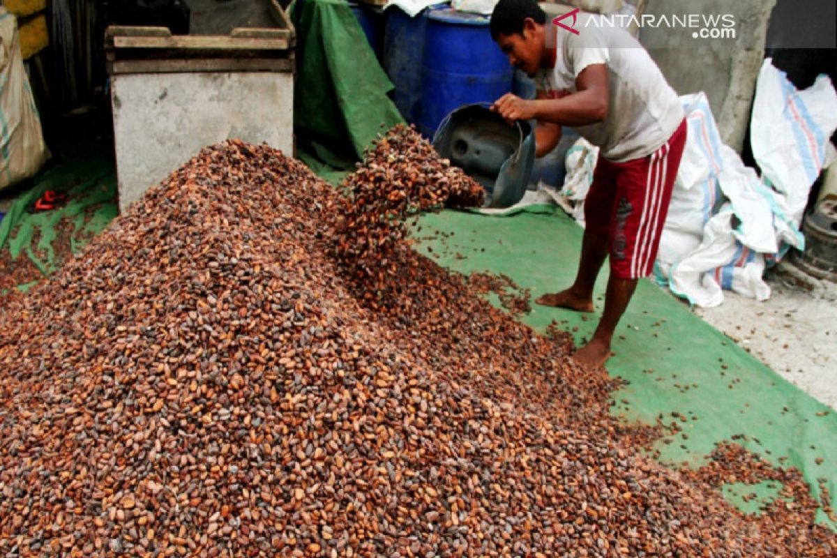 Harga komoditas perkebunan di Kendari bervariasi