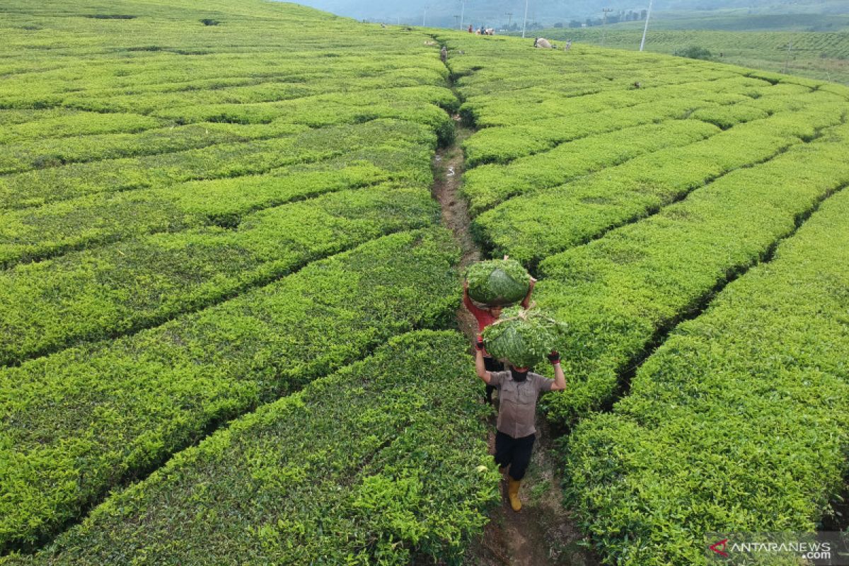 Ekspor teh Indonesia berpeluang meningkat di tengah perang dagang