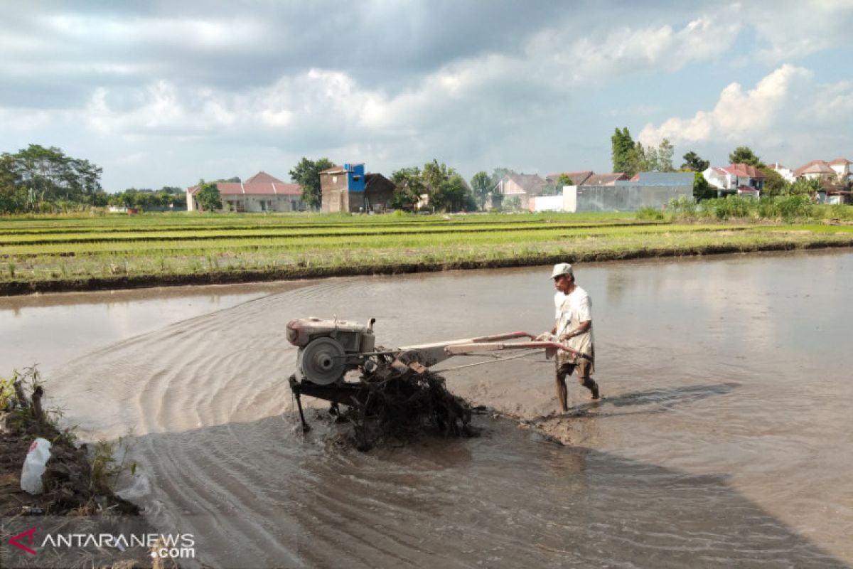 Petani rawan terserang leptospirosis