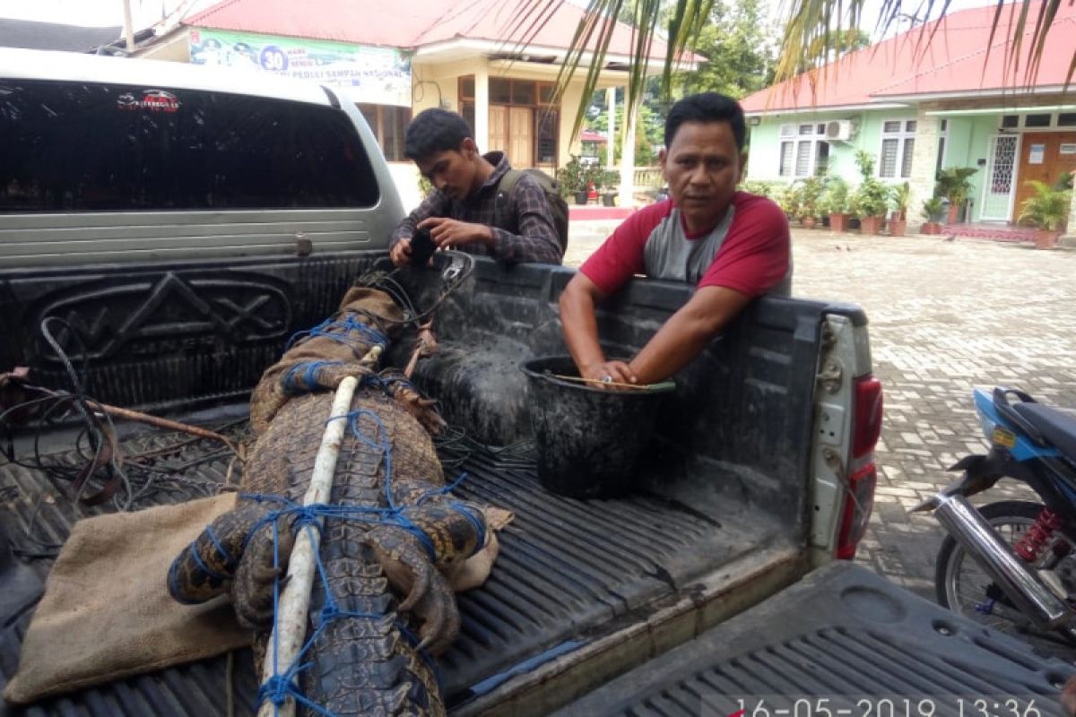 BKSDA lepas liarkan buaya muara yang ditangkap warga