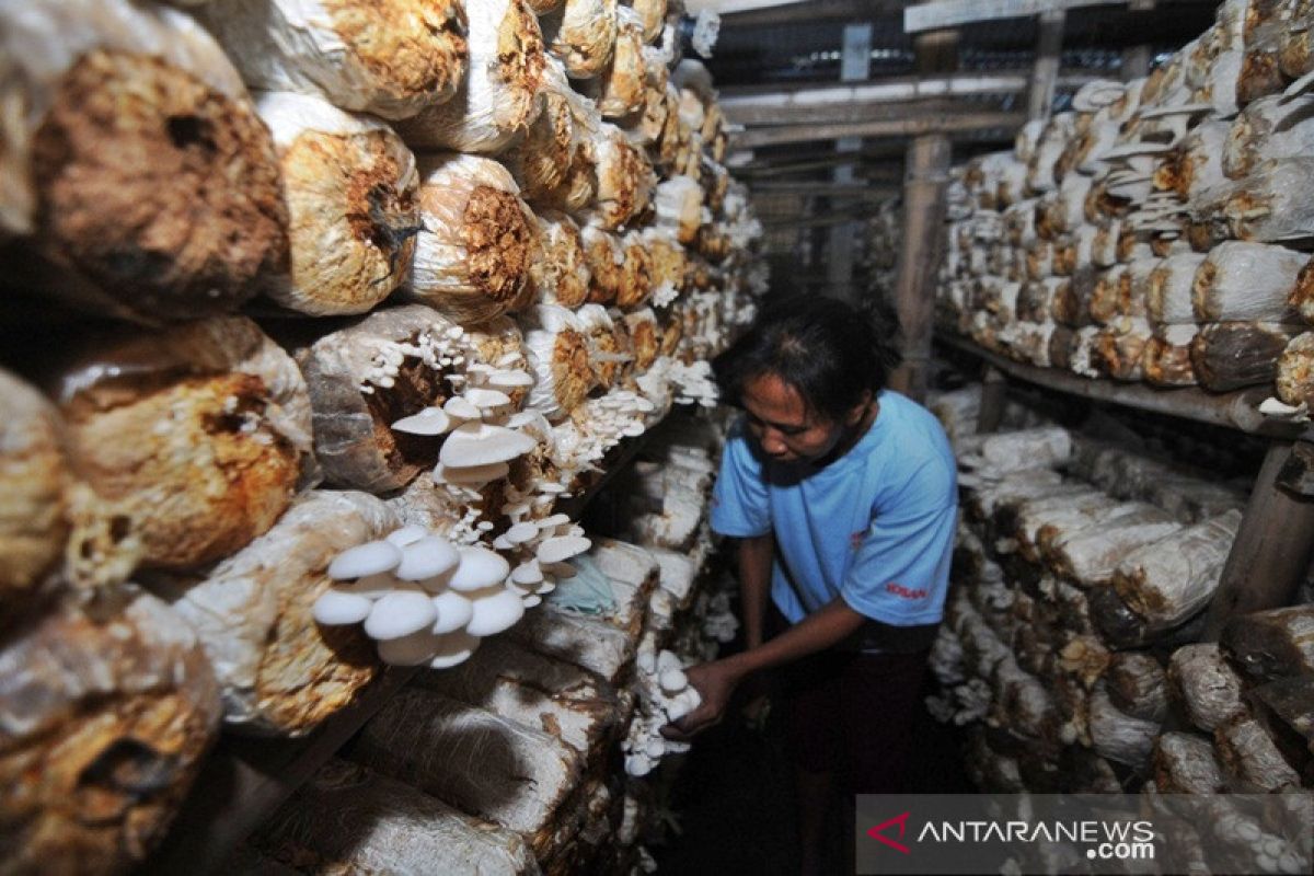 Petani jamur tiram Boyolali kewalahan penuhi permintaan