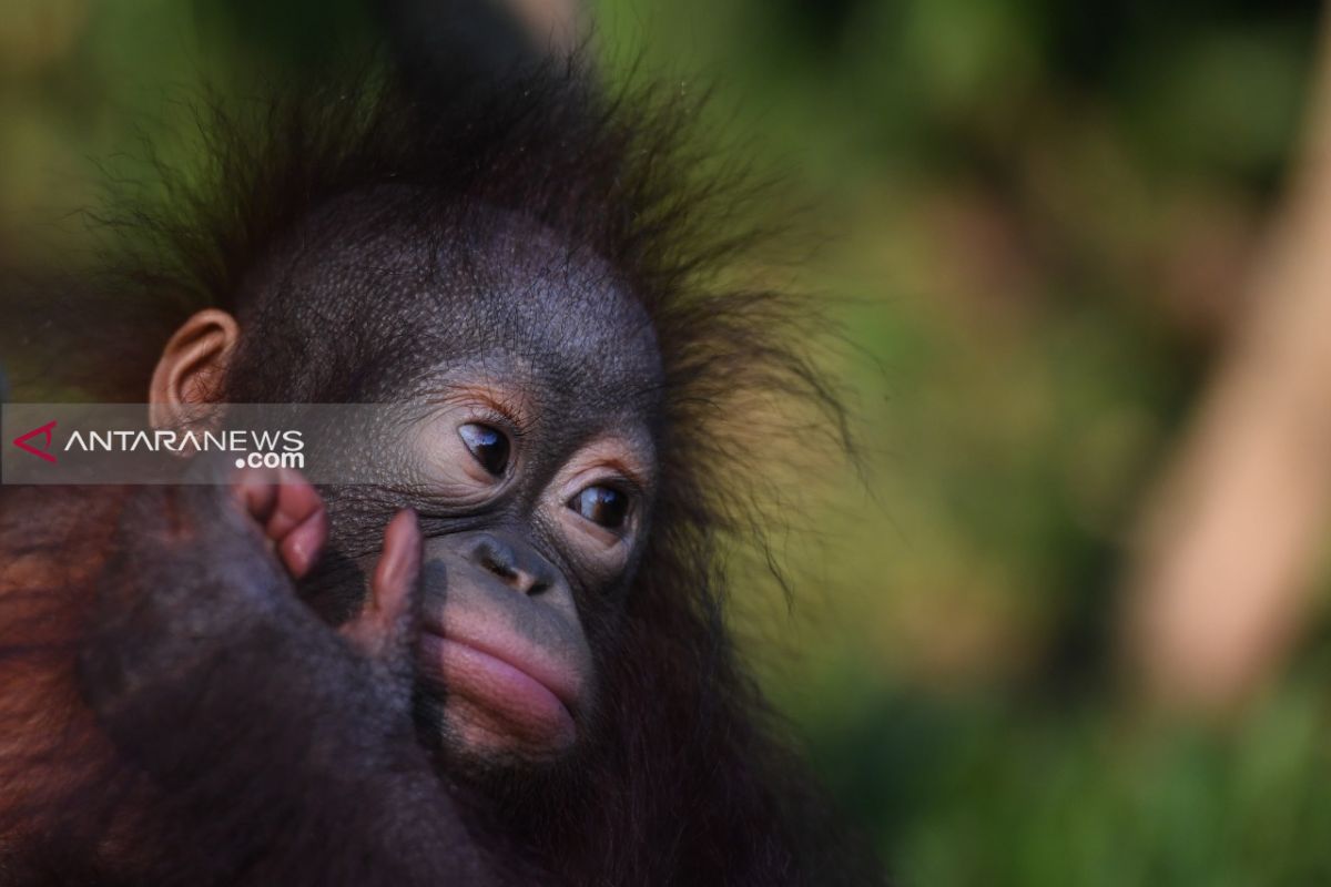 Populasi orangutan kalimantan di Taman Safari Prigen bertambah