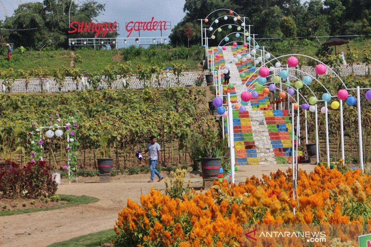 Menikmagti Taman Bunga Sitinggil di lereng Merbabu hanya dengan Rp5.000