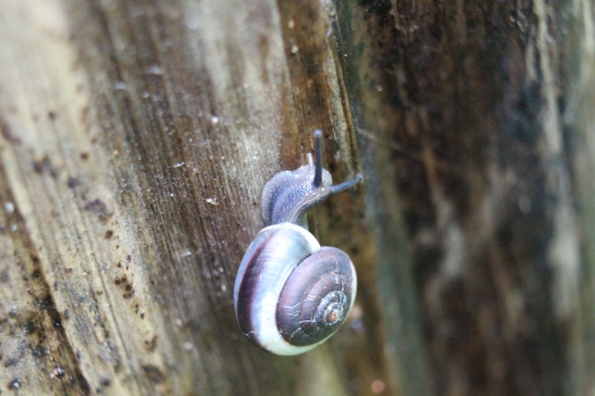 Five land snail species have herbal medicine potential: BRIN