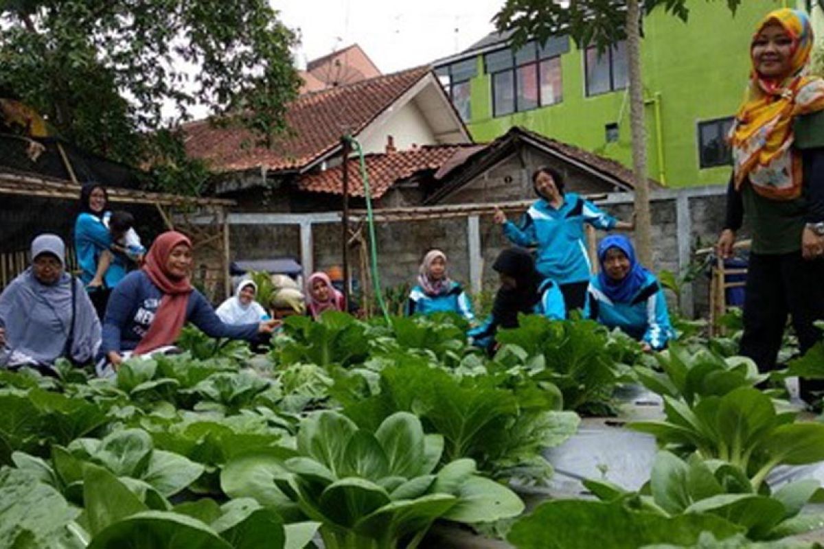 Pertanian perkotaan terpadu perkuat agribisnis Kota Magelang (1)