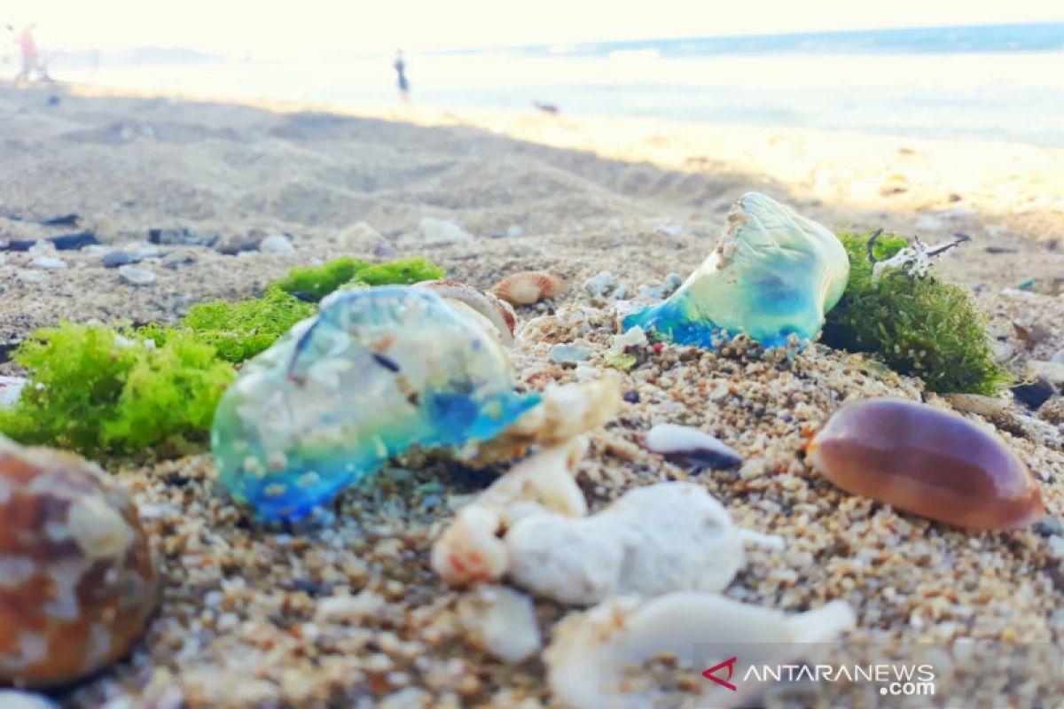 Puluhan wisatawan di Gunung Kidul tersengat  ubur-ubur