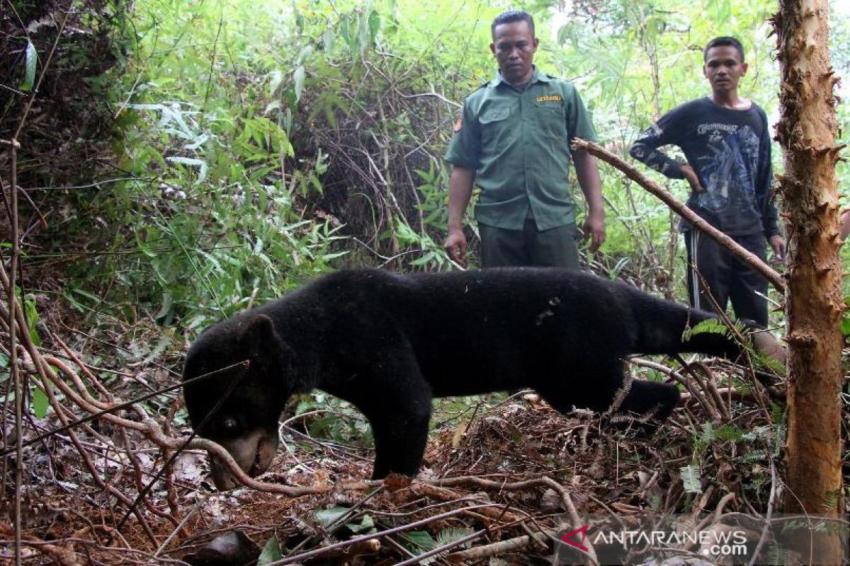 Dua beruang madu terjerat perangkap babi