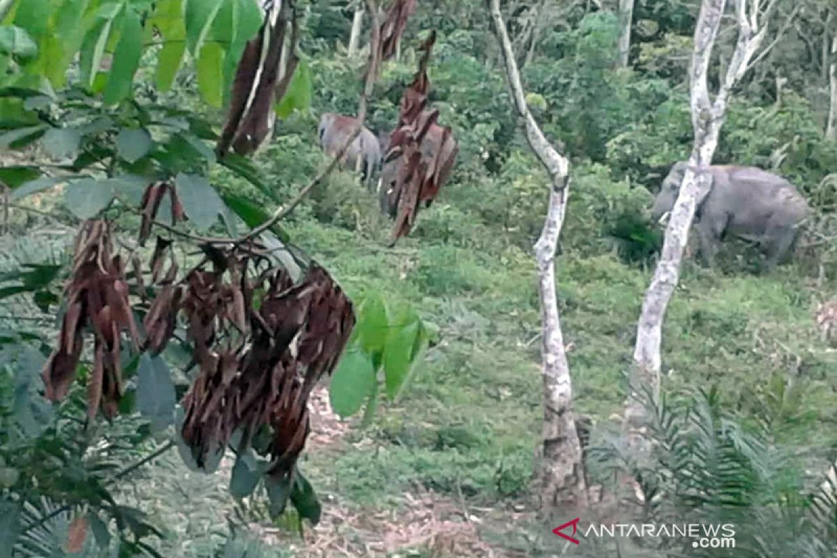 Pasukan gajah jinak halau kawanan gajah liar dari kebun warga