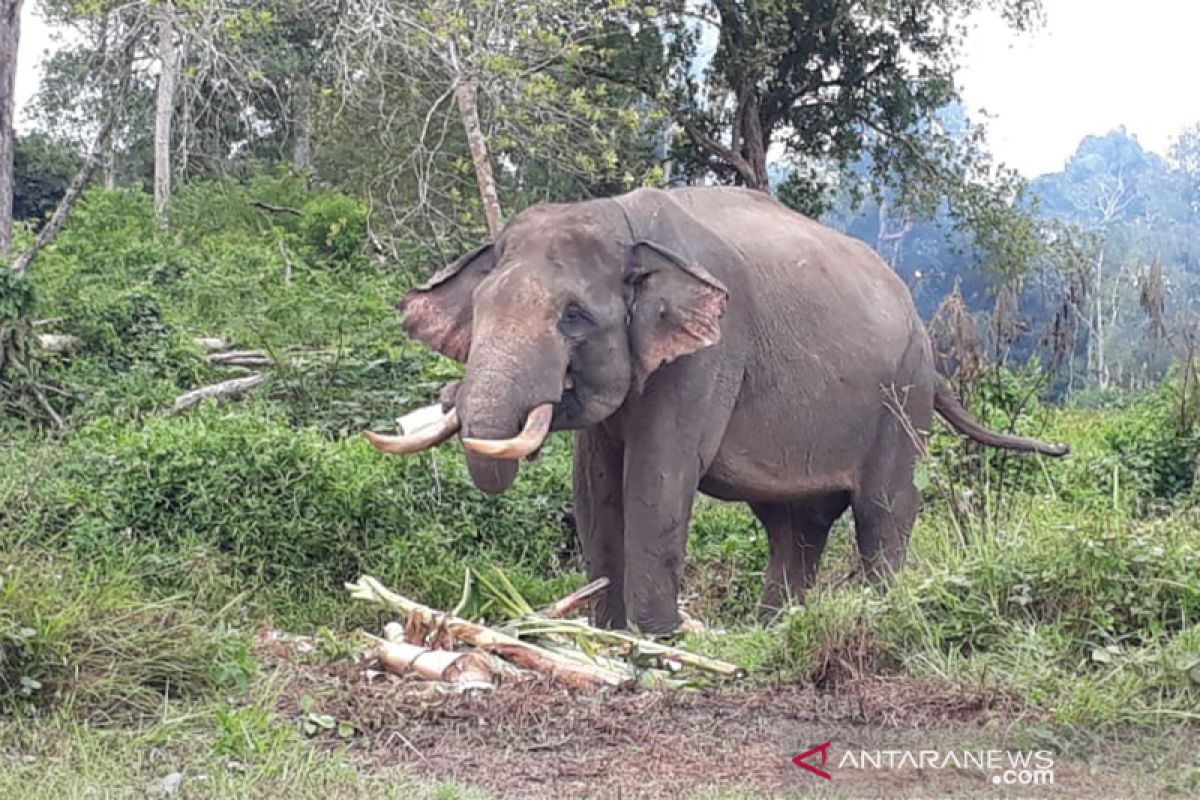 Rahman dan Indro akan halau enam gajah liar di Riau. Siapa mereka?