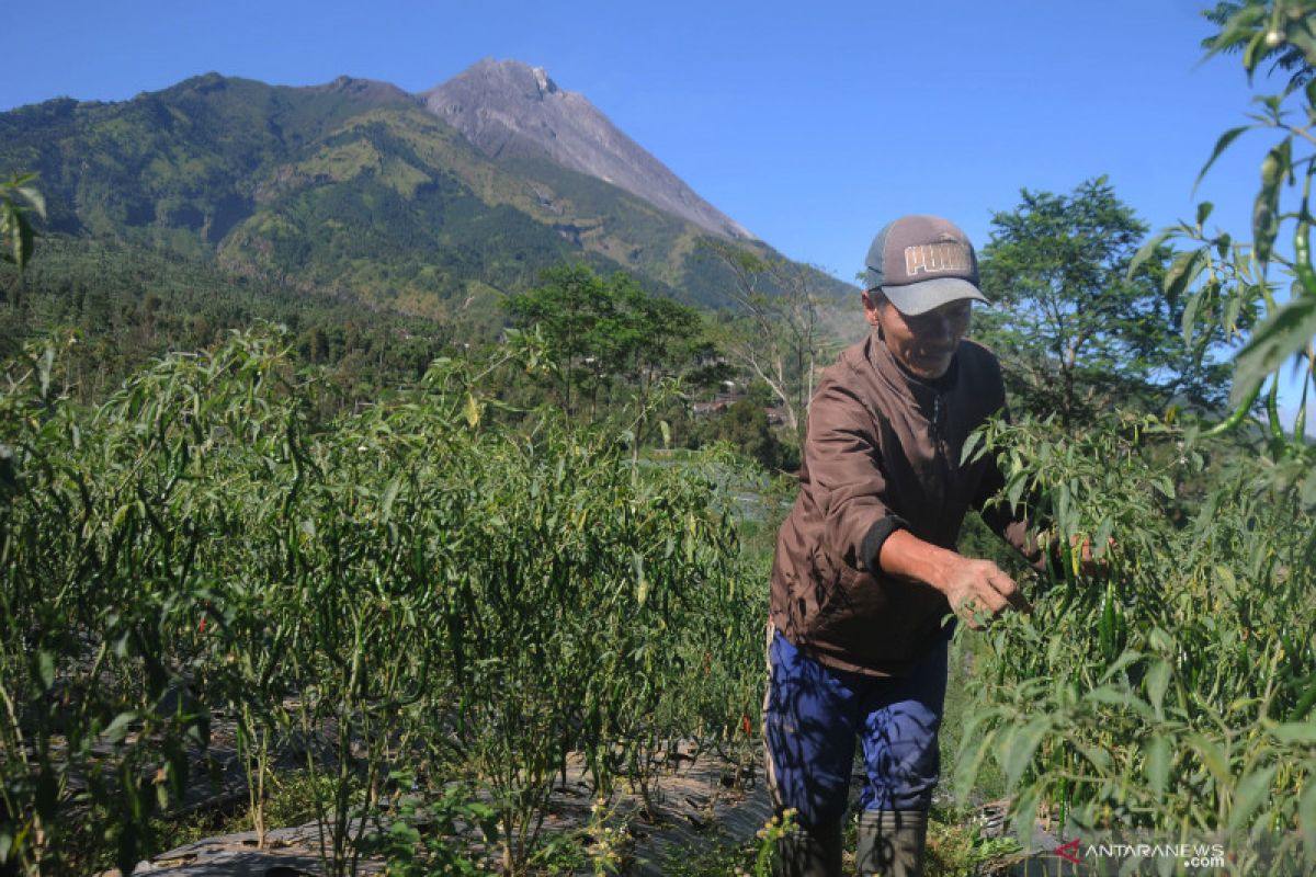 Pertumbuhan Kubah Lava Gunung Merapi Masih Stabil Antara News Yogyakarta Berita Terkini