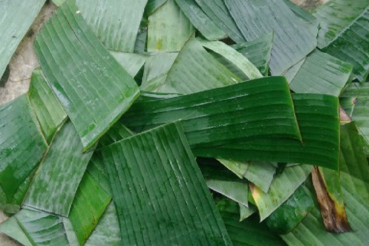 Mahasiswa Unimed  membuat spray anti air dari daun pisang