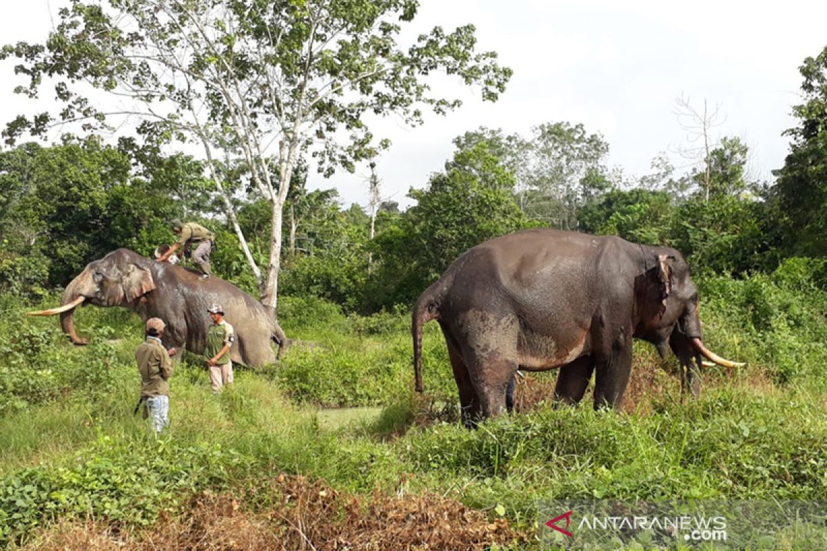 Waduh, 11 ekor gajah liar bergerak dekati permukiman warga di Riau