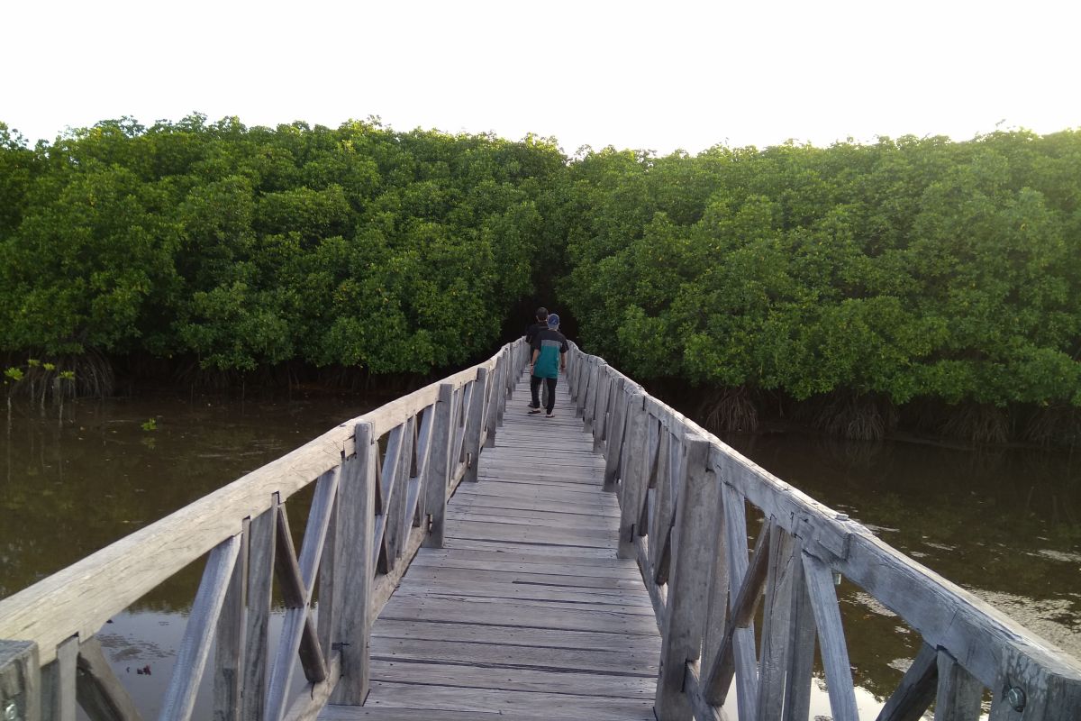 Menitip asa  di hutan mangrove Tongke-Tongke