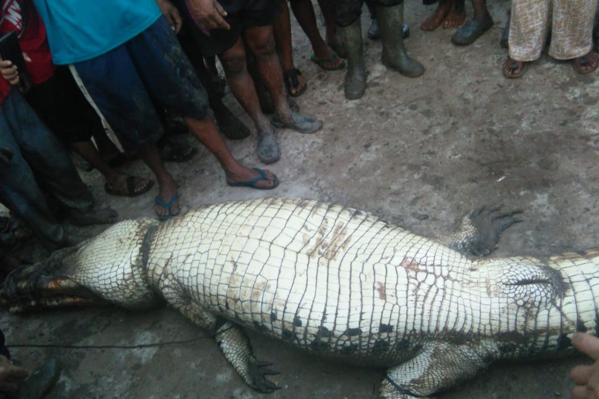 Buaya yang terkam warga Siak ditangkap, isi perutnya mengejutkan