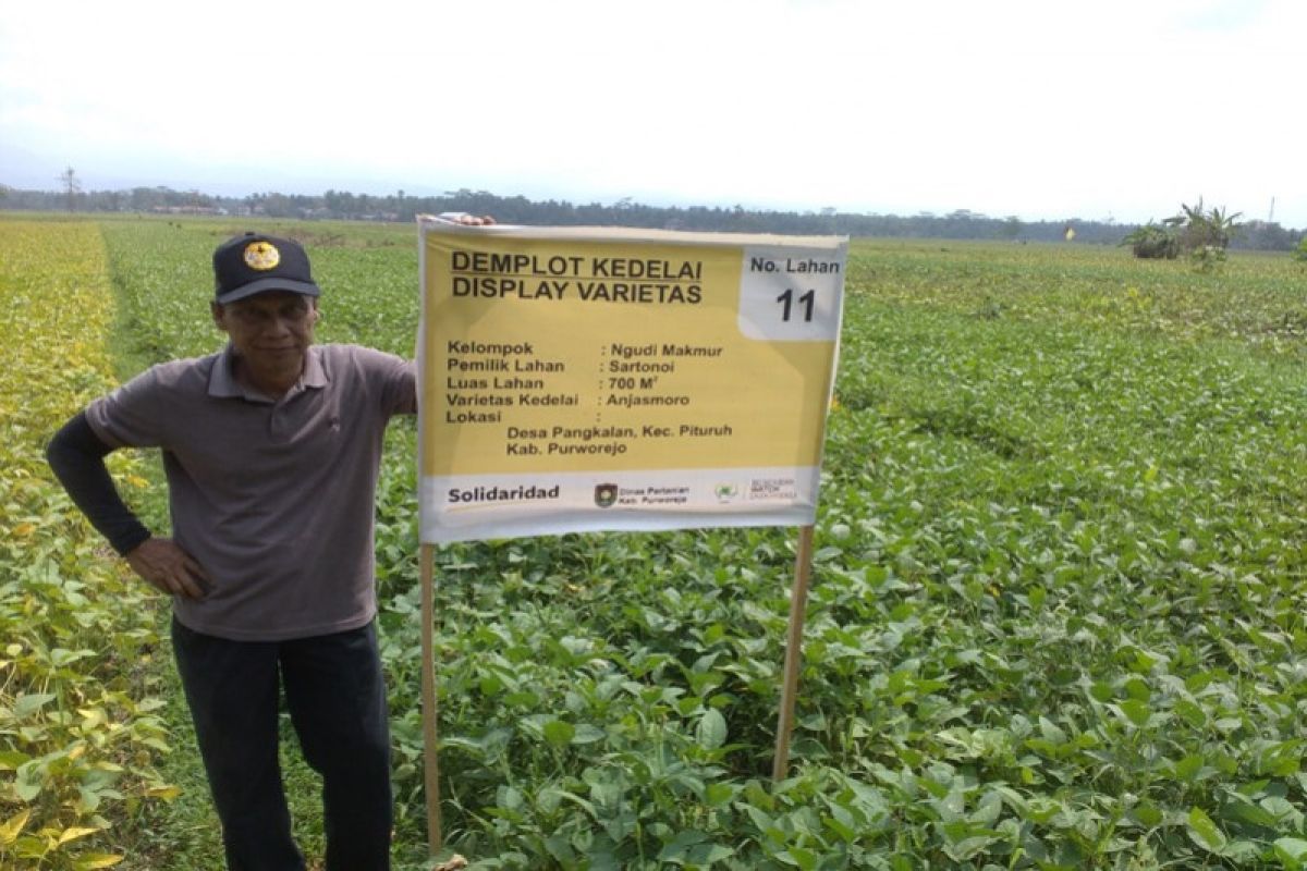 Banyumas dinilai potensial untuk pengembangan kedelai