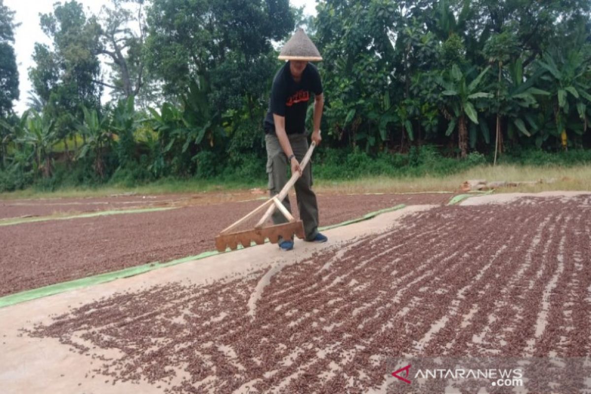 Masuki musim panen, harga cengkih di Batang merosot