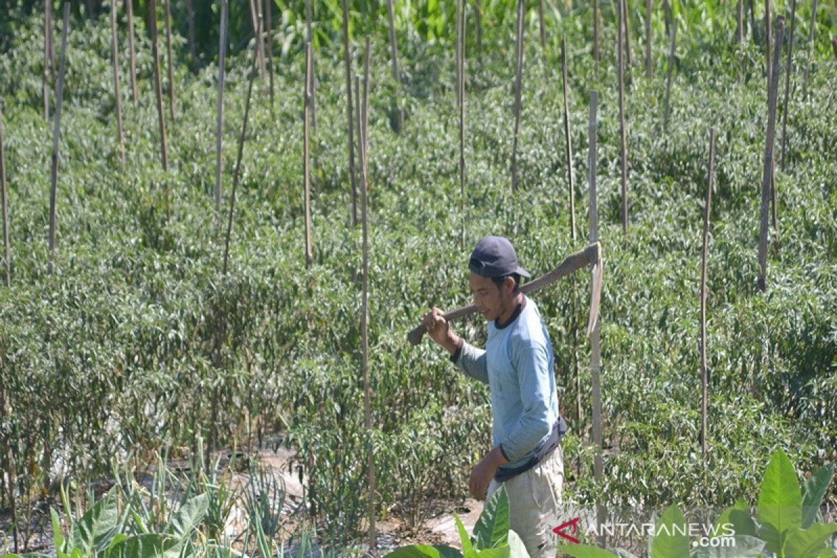 Produksi melimpah, harga sayuran di tingkat petani di Selo anjlok