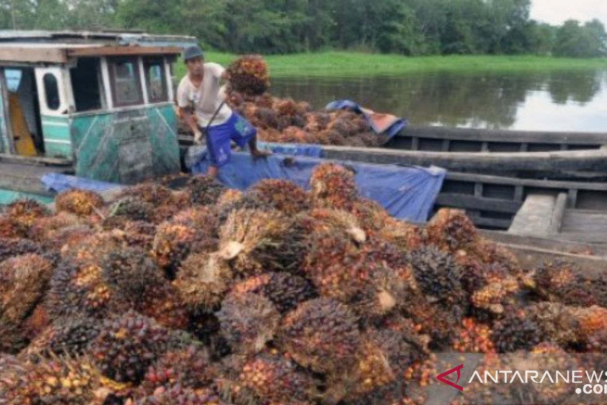 Harga CPO di Jambi mulai naik