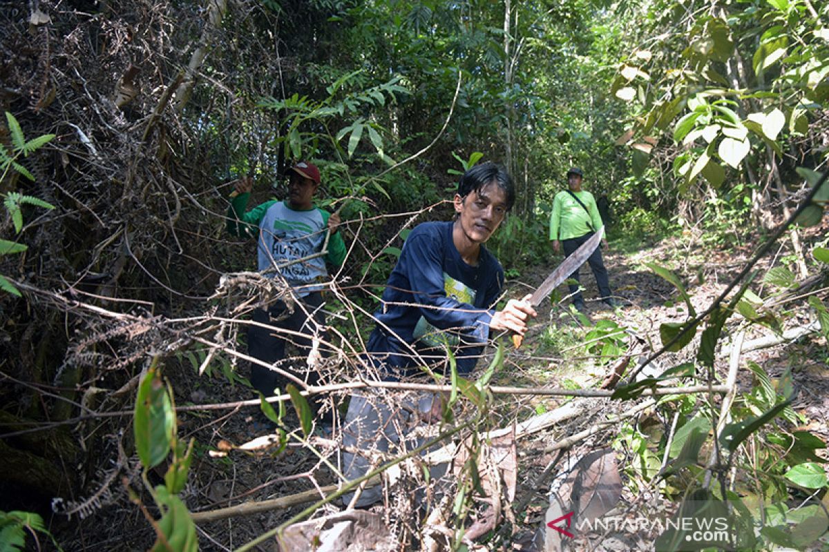 Hutan Rimbang Baling kini dijaga pengawal adat Dubalang