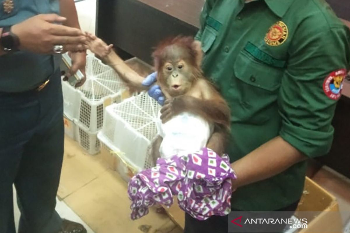 BC Dumai gagalkan penyelundupan Orangutan dan Musang Luwak