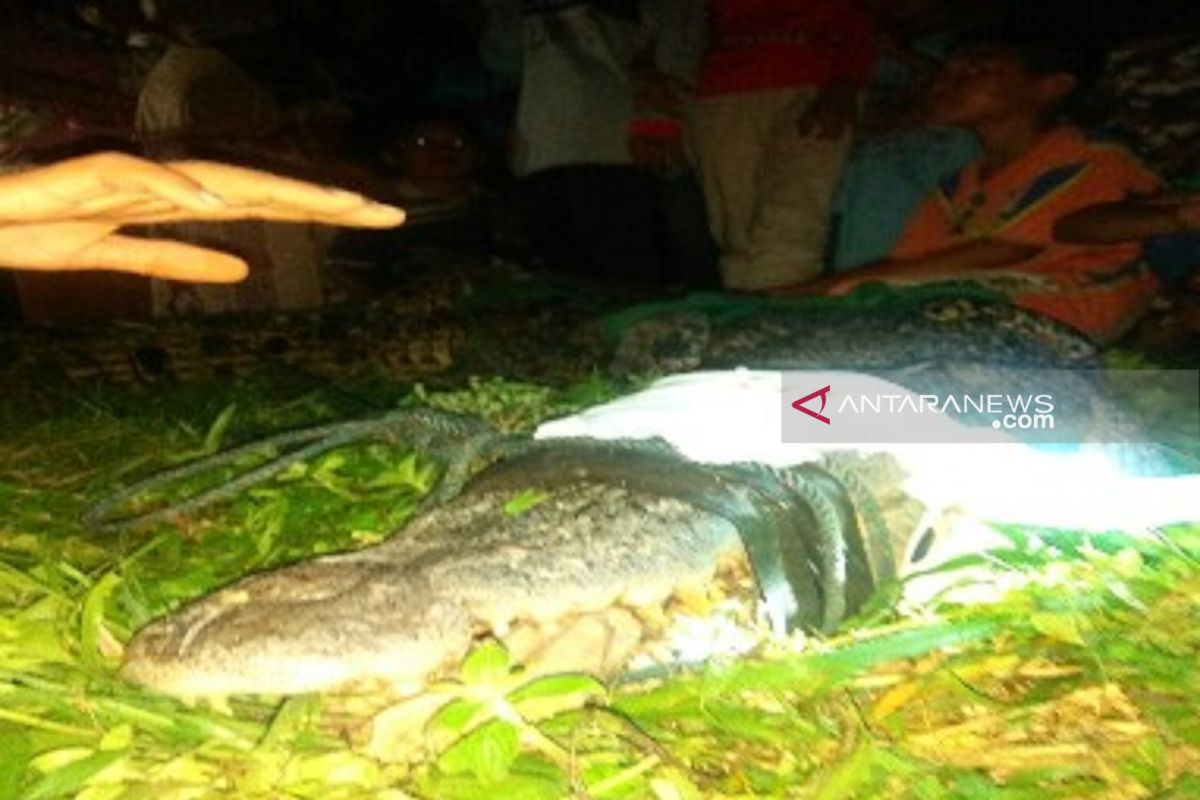 Warga tangkap buaya tiga meter di objek wisata Danau Meduyan Inhu