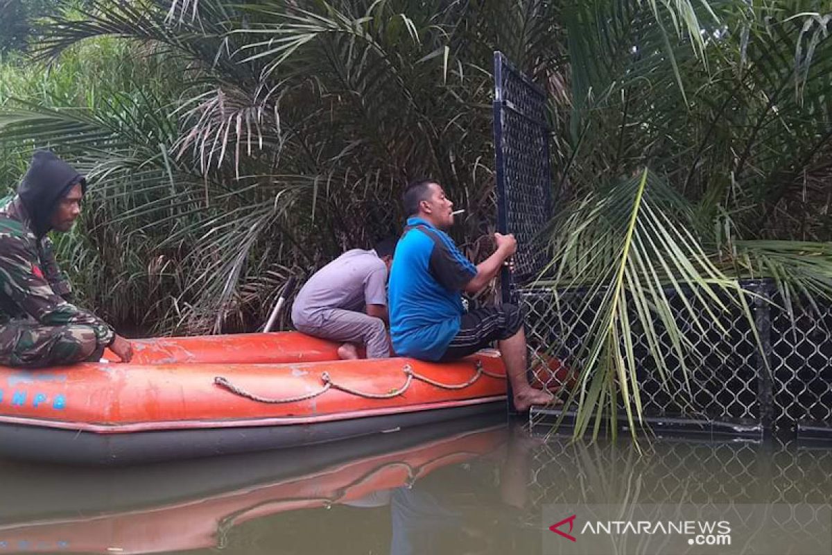 BKSDA Aceh menangkap  buaya pemangsa warga