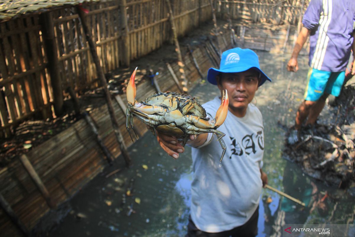 Kepiting Bakau Maluku tembus pasar Singapura dan Malaysia