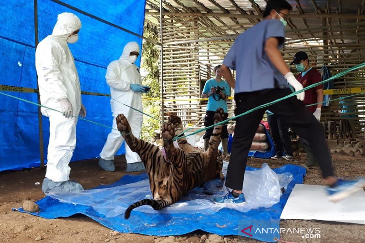 KLHK gencarkan operasi pembersihan jerat satwa dilindungi setelah harimau Inung Rio mati