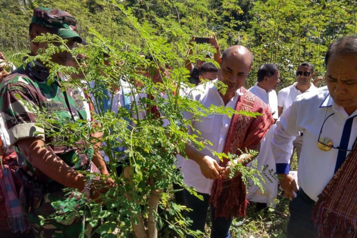 Jepang minta 40 ton kelor per minggu dari NTT