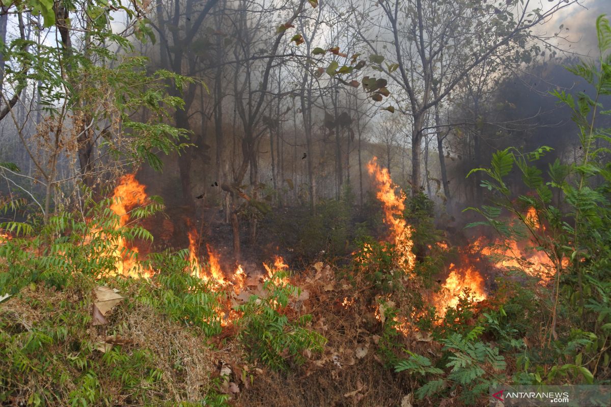 Kebakaran hutan dan lahan di Kalteng kian meluas