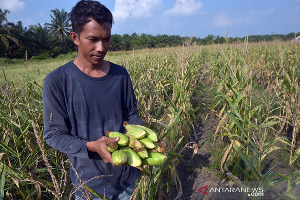 Dana 131 BUMKam Siak berkembang sampai Rp519 miliar