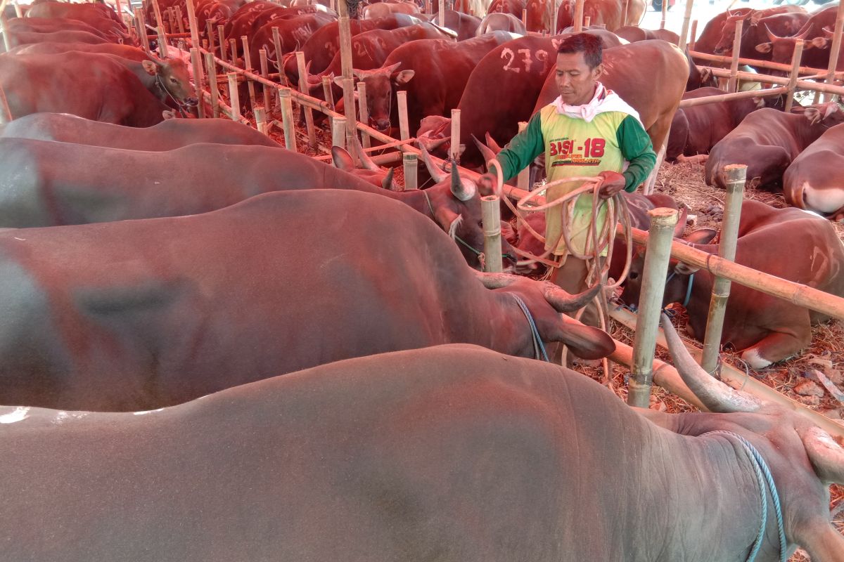 Sapi kurban diberi minum madu dan tetes tebu untuk jaga stamina