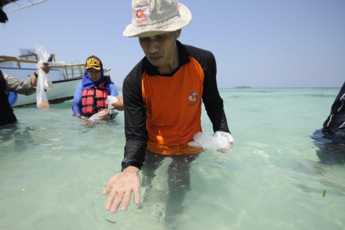 246 ribu benih lobster dilepasliarkan di Karimunjawa