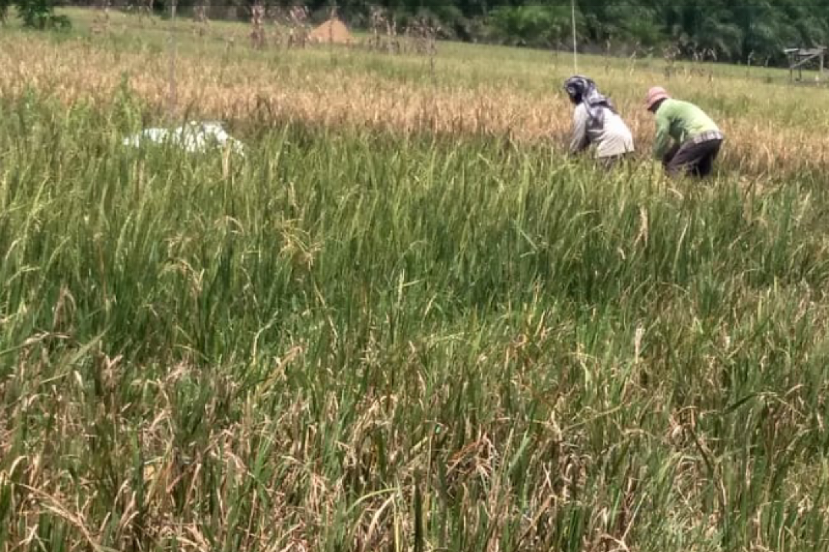 Petani di Nagari Bahagia sedang tak bahagia karena diancam kerugian