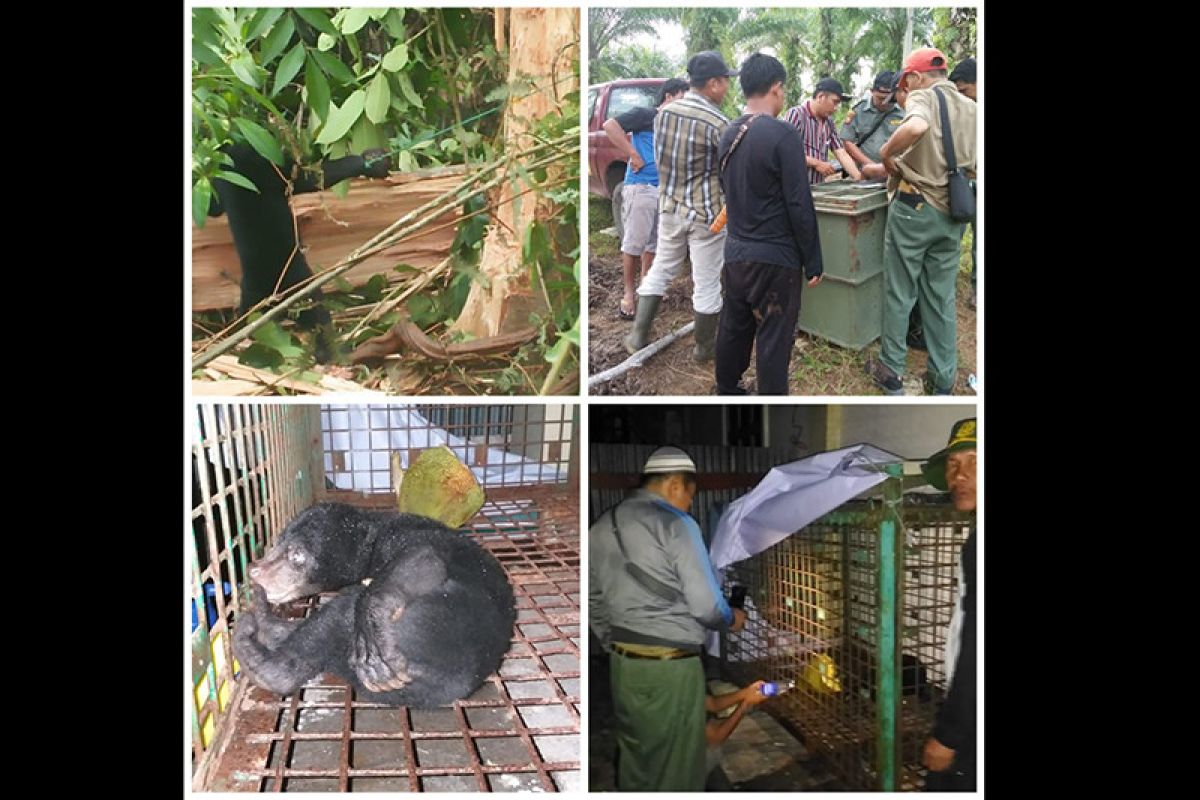 Beruang madu terkam dua kambing kurban milik warga