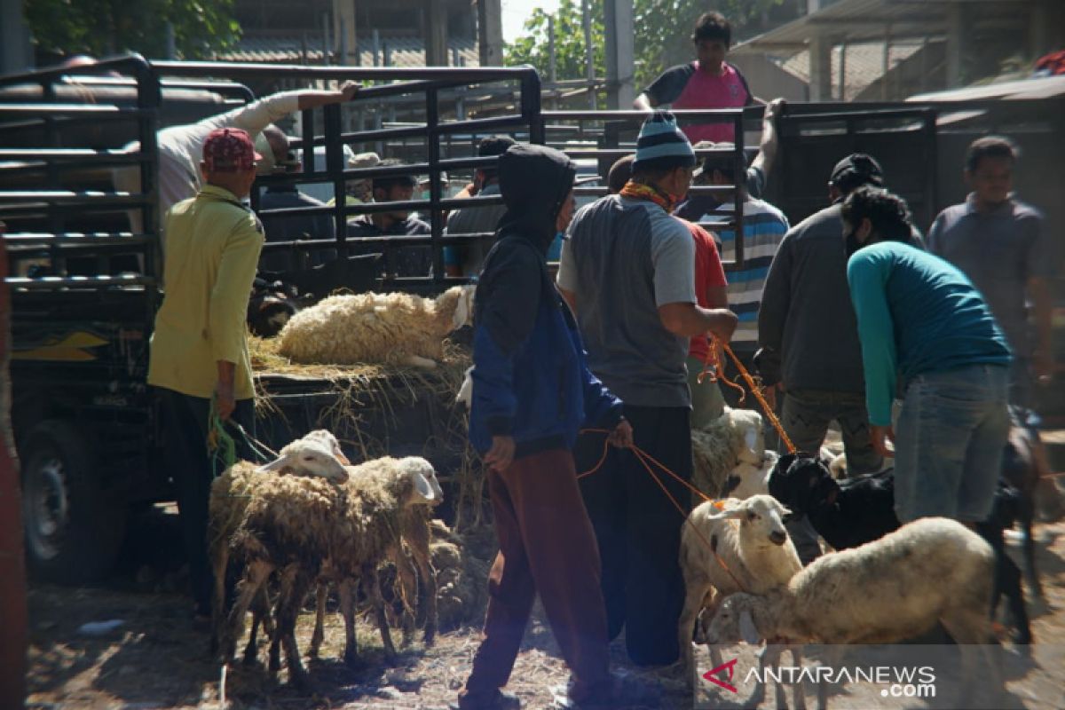 Potensial, Solo butuh tempat penjualan sapi