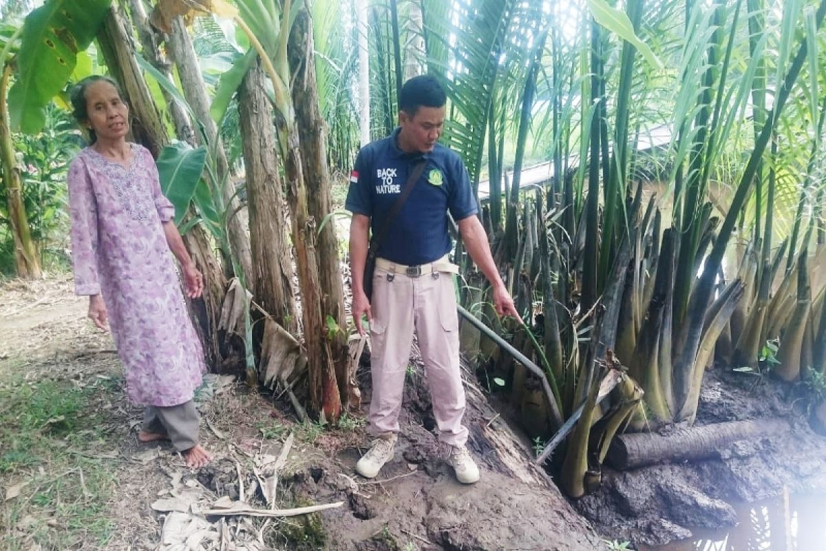 Ini hasil observasi BKSDA Kalteng di lokasi serangan buaya di Kotim