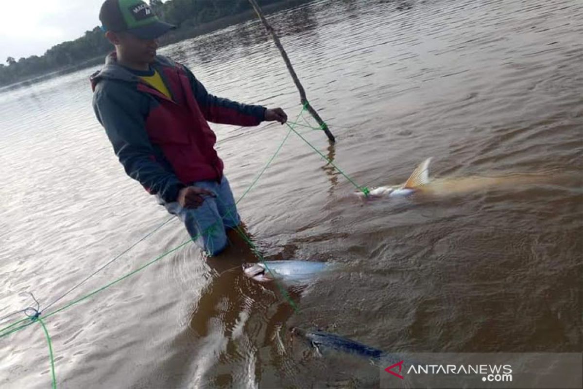 Sebar bibit ikan ke seluruh sungai di Barito, kata Legislator Kalteng