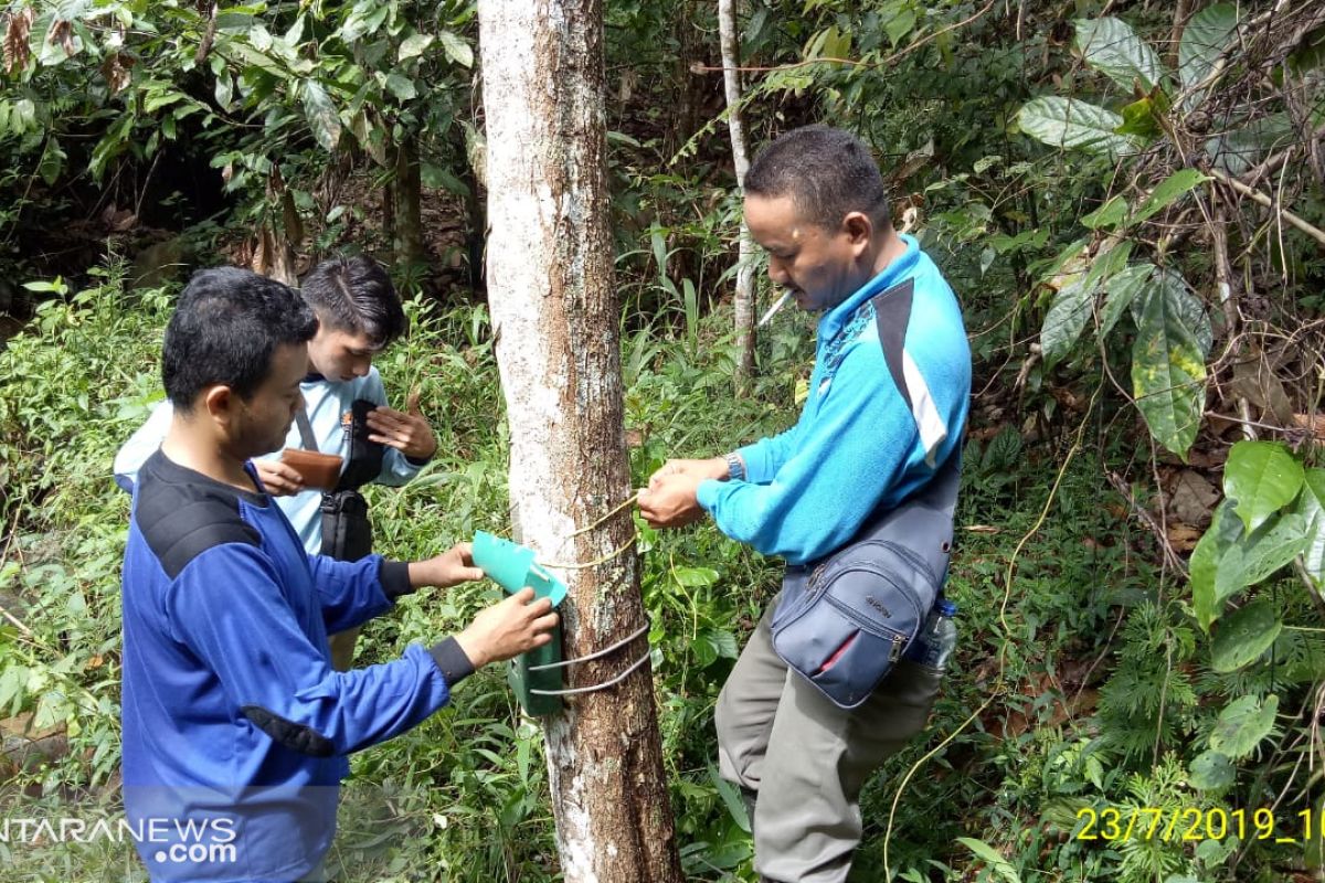 BKSDA pasang camera trap dan perangkap, guna nangkap "inyiak"