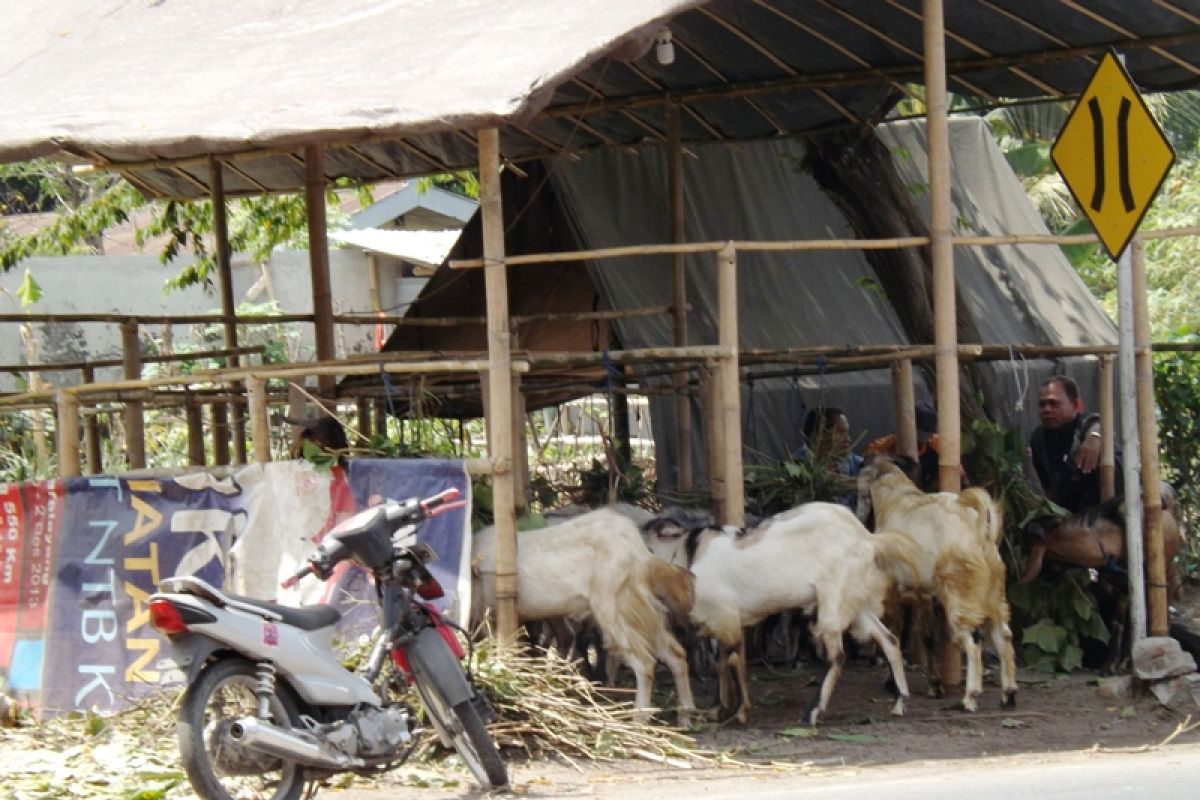 Tim pemeriksa hewan kurban di Mataram terbentuk